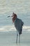 Windblown Mexican Reddish Egret (Egretta rufescens) hunting in the shallow tidal waters of the Isla Blanca peninsula