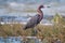 Windblown Mexican Reddish Egret Egretta rufescens hunting in the shallow tidal waters of the Isla Blanca peninsula (narrow st
