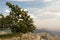 Windblown mountaintop tree