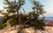 Windblown Pinyon Pine Tree on Bright Angel Point