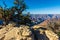 Windblown Pinyon Pine Tree on Bright Angel Point