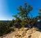 Windblown Pinyon Pine Tree on Bright Angel Point