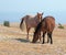 Windblown Red Roan Band Stallion with his Bay Mare on Sykes Ridge in the Pryor Mountain Wild Horse Range in Montana