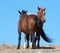 Windblown Red Roan Band Stallion with his Bay Mare on Sykes Ridge in the Pryor Mountain Wild Horse Range in Montana