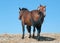 Windblown Red Roan Band Stallion with his Bay Mare on Sykes Ridge in the Pryor Mountain Wild Horse Range in Montana