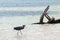 Windblown Reddish Egret hunting in Isla Blanca Cancun Mexico