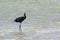 Windblown Reddish Egret hunting in Isla Blanca Cancun Mexico