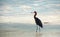 Windblown Reddish Egret hunting in Isla Blanca Cancun Mexico tidal waters