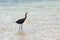 Windblown Reddish Egret in Isla Blanca Cancun Mexico