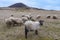 Windblown sheep are grazing on slopes of a volcano o