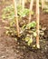 Windblown Tomato Plants