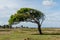 Windblown Tree in the Amazon