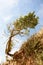 Windblown Tree and Beach Erosion