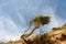 Windblown Tree and Beach Erosion