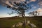 Windblown trees in the Dartmoor National Park under the sunlight in Devon. the UK