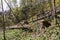 Windblown trees in the forest after strong storm