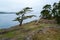 Windblown trees on the rocky shore of Shark Reef Sanctuary, Lopez Island, Washington, USA