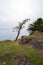 Windblown trees at Shark Reef Sanctuary, Lopez Island, Washington, USA