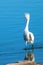 Windblown White Egret with bad hair in the Santa Clara river estuary in Ventura California USA
