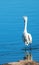 Windblown White Egret with bad hair in the Santa Clara river estuary in Ventura California USA