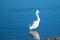 Windblown White Egret with mohawk in the Santa Clara river estuary in Ventura California USA