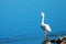 Windblown White Egret with mohawk in the Santa Clara river estuary in Ventura California USA