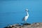 Windblown White Egret in the Santa Clara river estuary in Ventura California USA