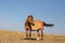 Windblown Wild Horse mare on Sykes Ridge in the Pryor Mountains Wild Horse Range on the border of Wyoming USA