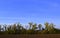 Windbreak in autumn between the fields