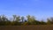 Windbreak in autumn between the fields