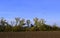 Windbreak in autumn between the fields