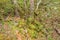 Windbreak, branches, shrub in mountain Catalonia