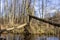 Windbreak. Fallen autumn trees in the forest