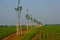 Windbreak in the middle of a plot with sugar beet in endless field rows. Newly planted trees divide the field and provide features