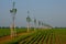 Windbreak in the middle of a plot with sugar beet in endless field rows. Newly planted trees divide the field and provide features