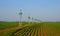 Windbreak in the middle of a plot with sugar beet in endless field rows. Newly planted trees divide the field and provide features