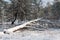 Windbreak tree in winter forest