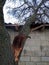 A windbroken apricot tree fell on shed and broke the roof