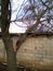 A windbroken apricot tree fell on shed and broke the roof