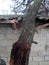 A windbroken apricot tree fell on shed and broke the roof