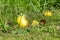 Windfall apple in the green grass