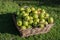 Windfall apples collected in wicker basket before being cleaned.