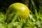 Windfall apples on the ground