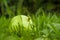 Windfall apples on the ground