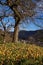 Windfall Apples in Old Orchard on Sunny Autumn Day