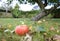 Windfall apples in a UK garden