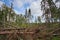 Windfall on a bog