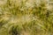Windfallen ripening Einkorn wheat spikes from close