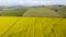 Windfarm in the canola field 01