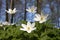 Windflower (Anemone nemorosa)